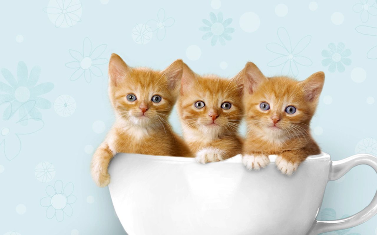 Fondo de pequeños gatitos naranjas - 1280x800 :: Fondos de pantalla y  wallpapers