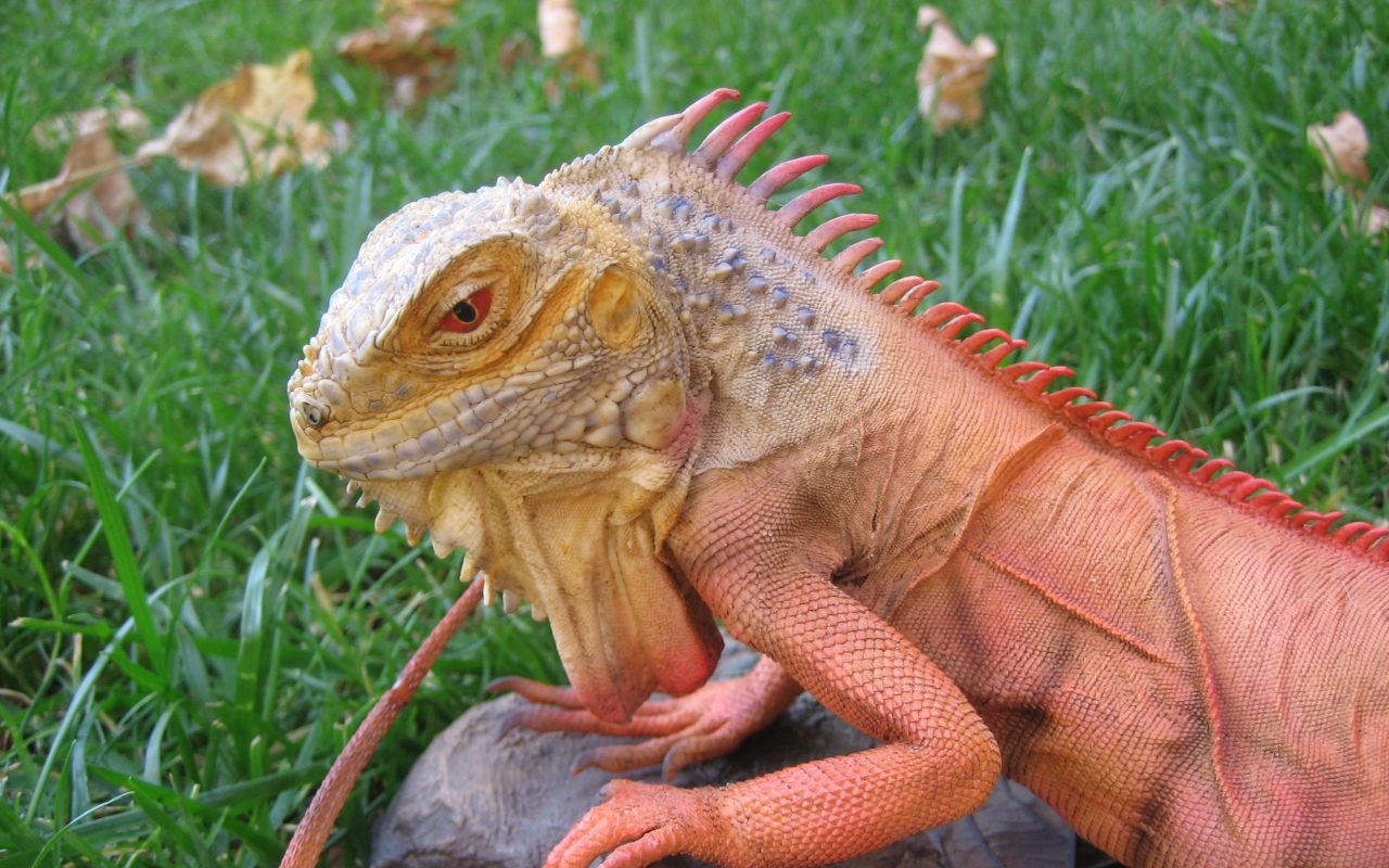 Wallpaper de una iguana roja - 1280x800 :: Fondos de pantalla y wallpapers