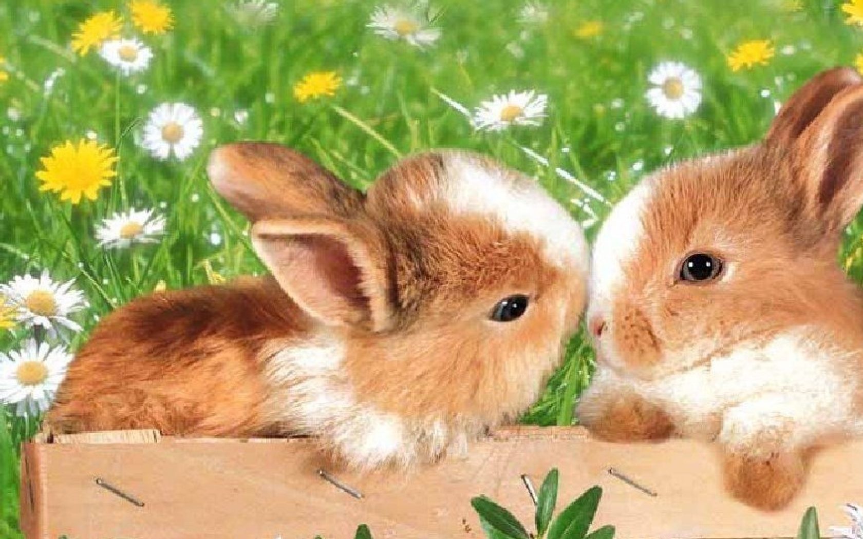 Fondo con pequeños conejos - 1680x1050 :: Fondos de pantalla y wallpapers