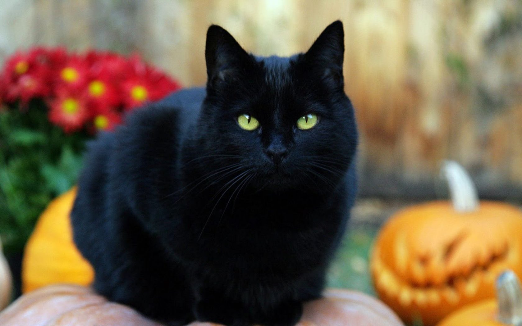 Resultado de imagen de gato negro wallpaper