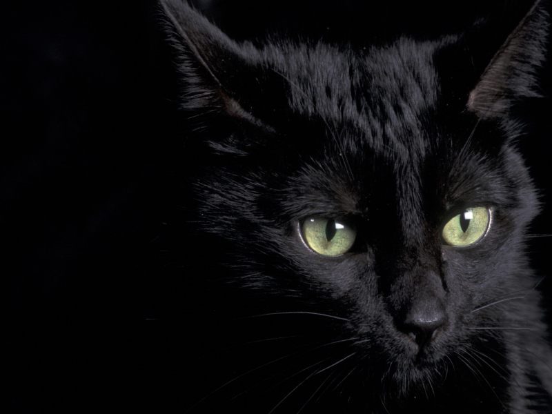 Ojos de un gato negro - 800x600 :: Fondos de pantalla y wallpapers