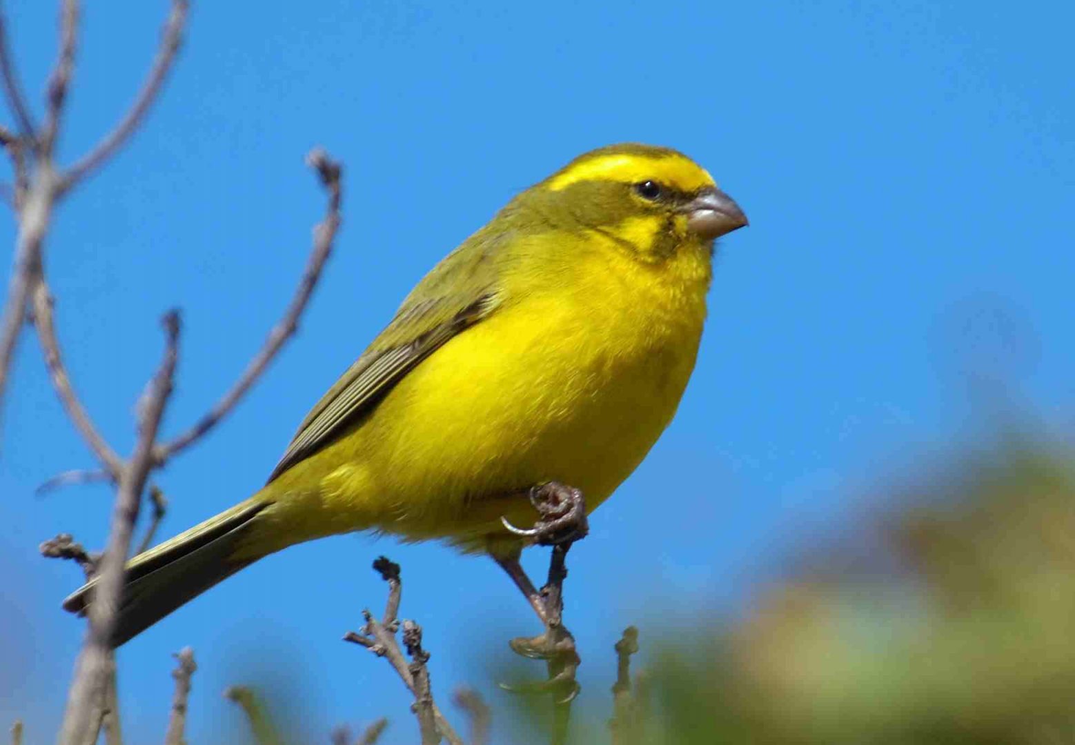 Canario silvestre amarillo