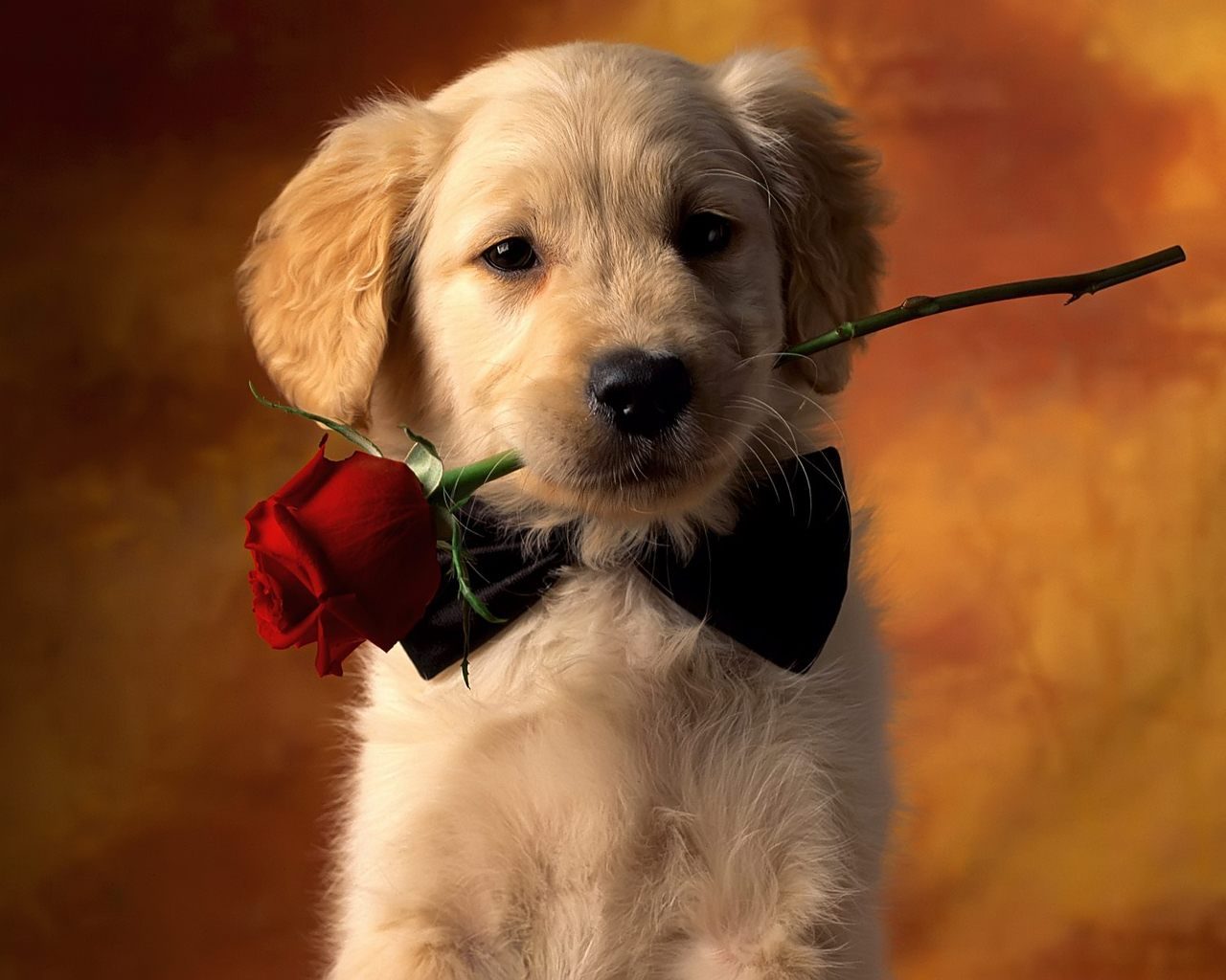 Fondo romántico de perros