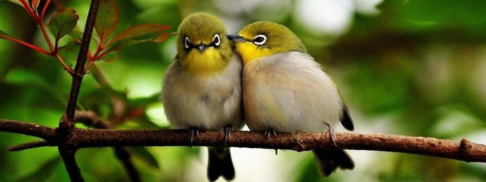 Resultado de imagen para imagenes de pajaros