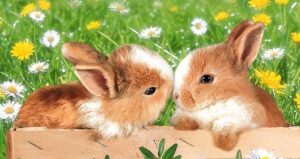 Fondo con pequeños conejos