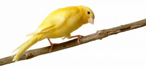 Razones para escoger un canario como mascota