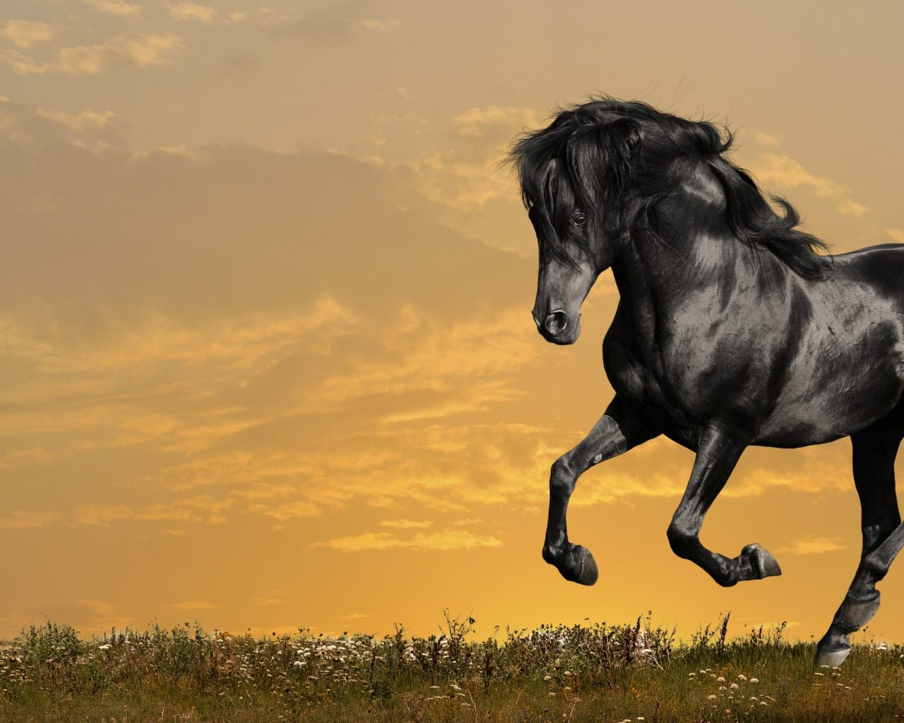 Fondo de un caballo negro salvaje - 1280x1024