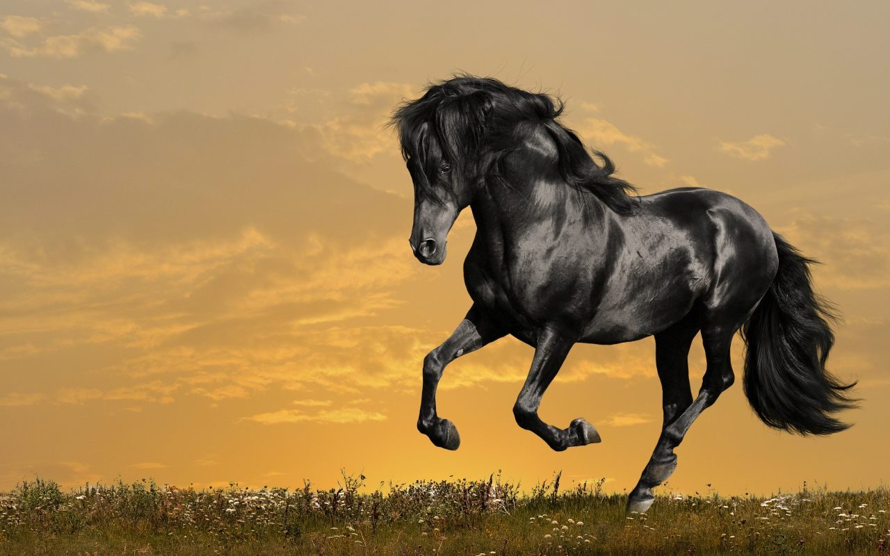 Fondo de un caballo negro salvaje - 1280x800