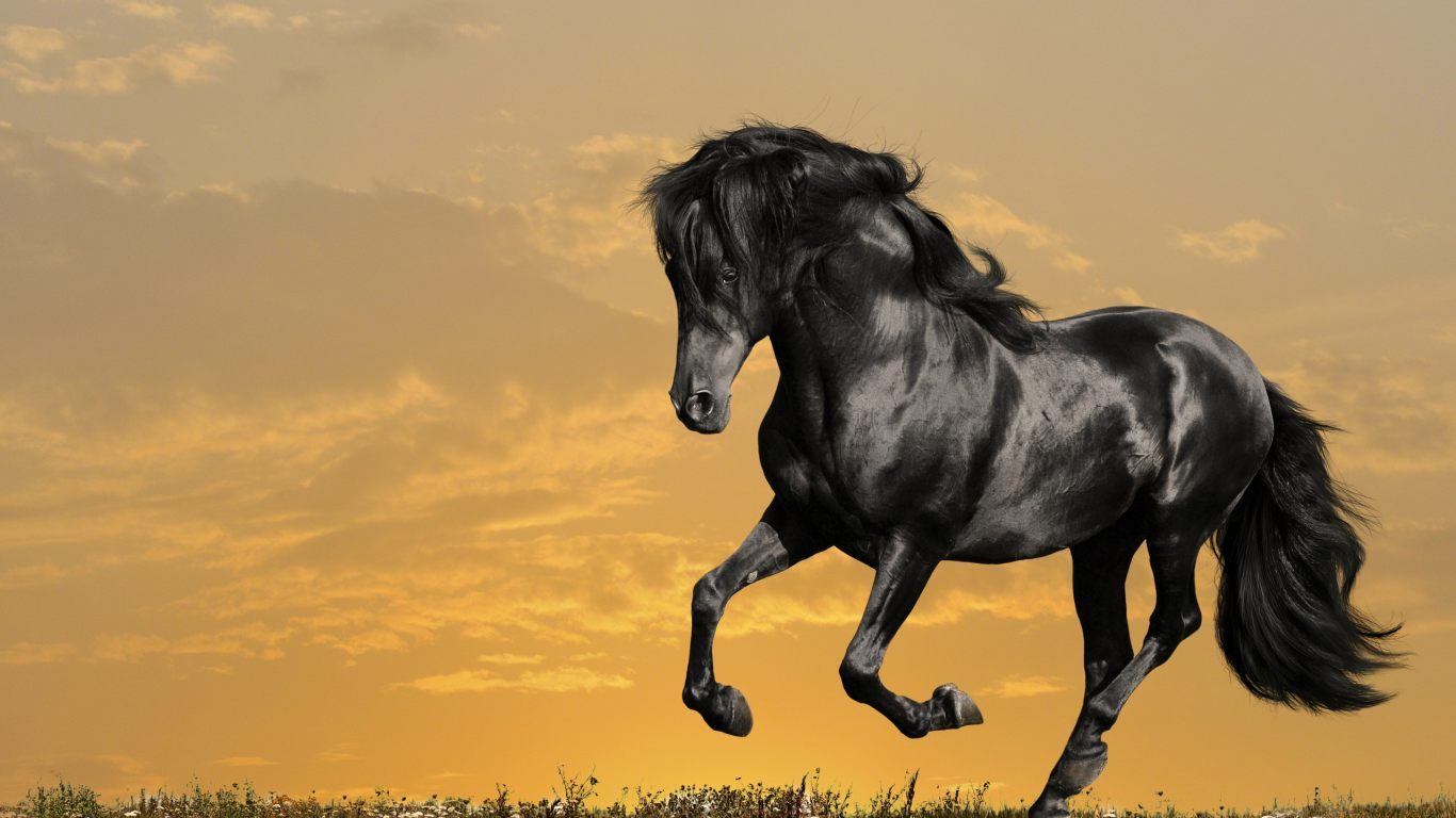 Fondo de un caballo negro salvaje - 1366x768