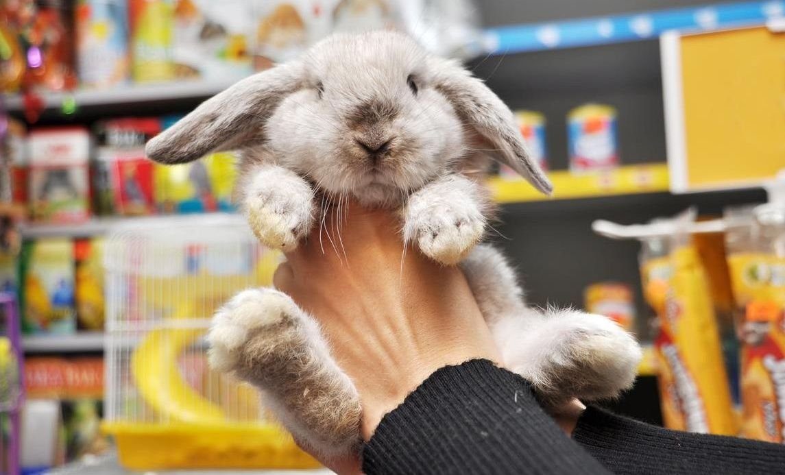 Cómo montar una tienda de animales con éxito