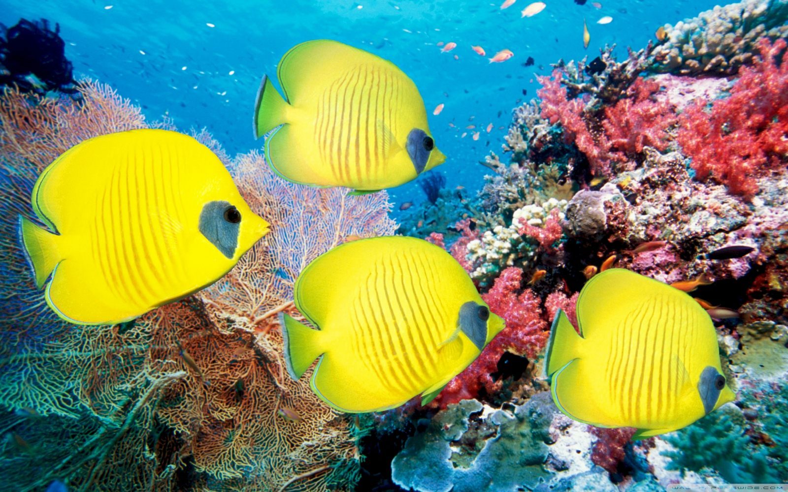 Fondo de peces amarillos Fondo de peces amarillos