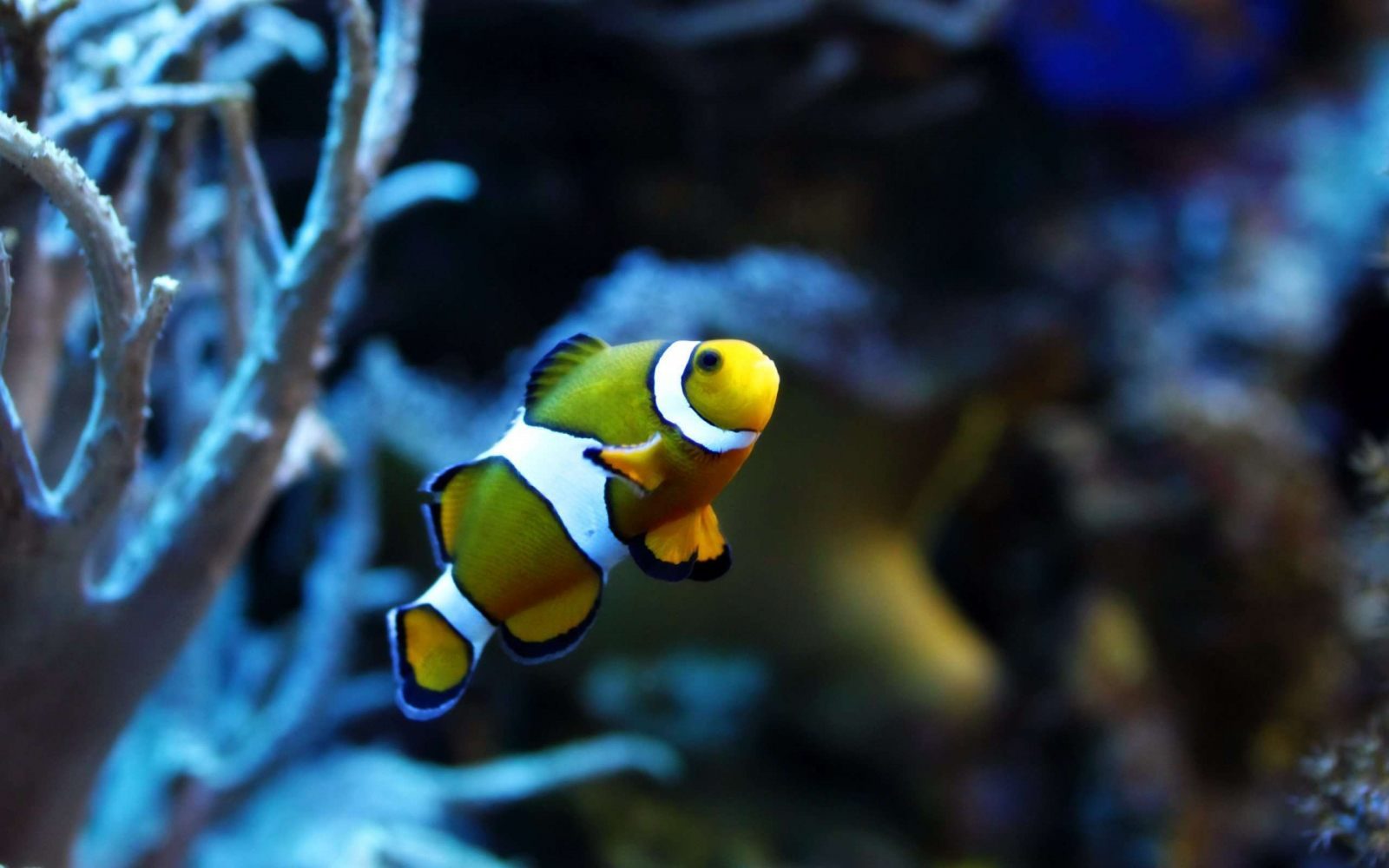 Fondo de un pez payaso en el océano Fondo de un pez payaso en el océano