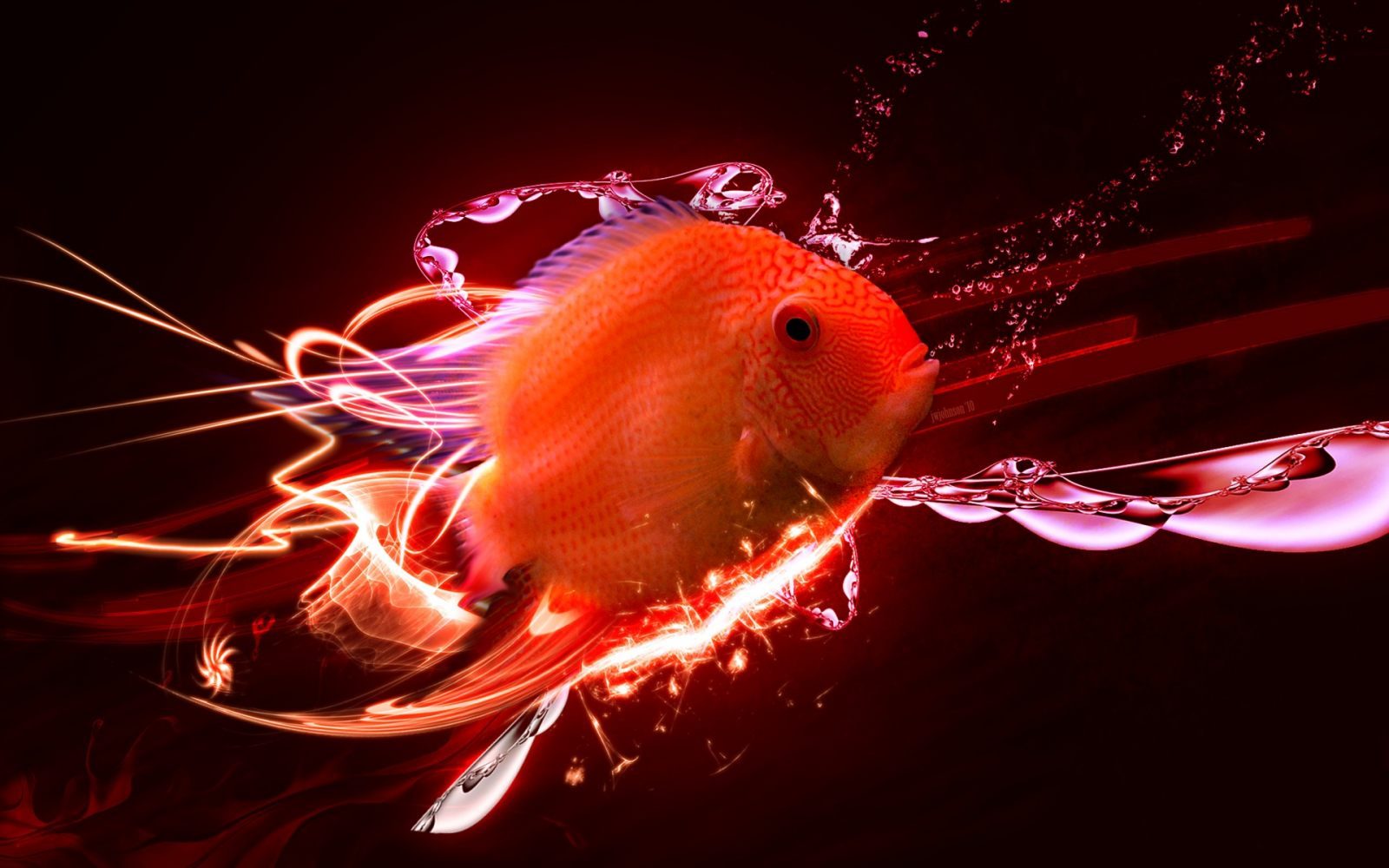 Fondo de un pez tropical rojo Fondo de un pez tropical rojo