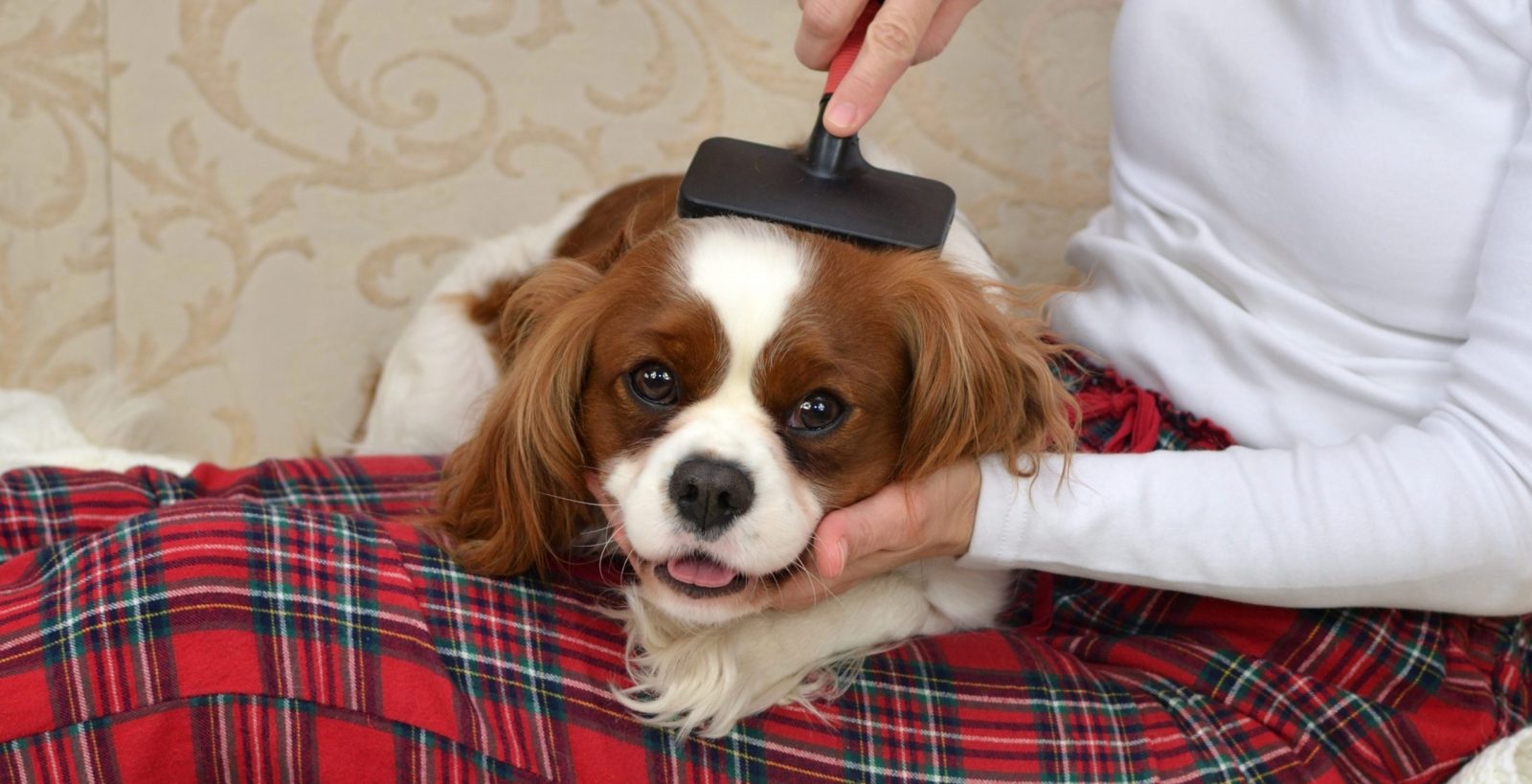 Los 9 mejores repelentes de piojos para mascotas
