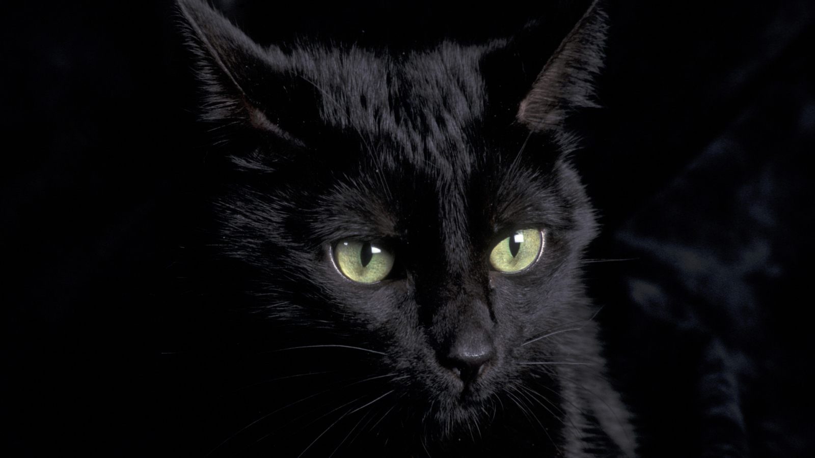 Ojos de un gato negro