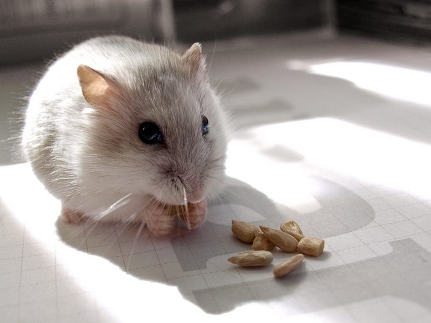 Pequeño hámster comiendo