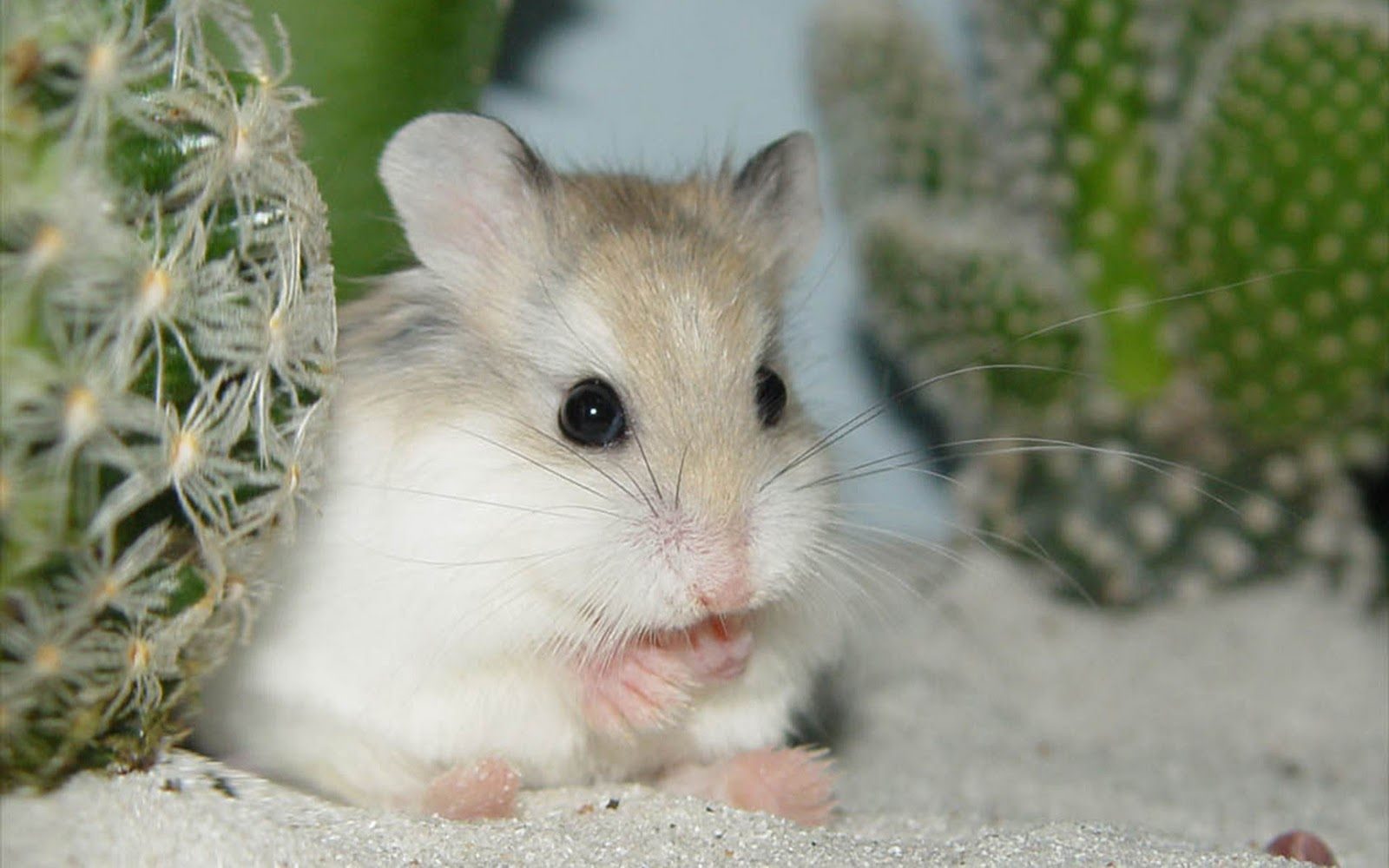 Pequeño hámster doméstico Pequeño hámster doméstico