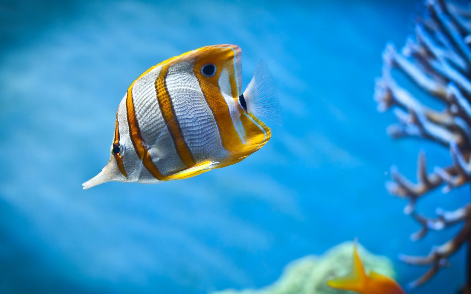 Pez tropical para Smartphone Pez tropical para Smartphone