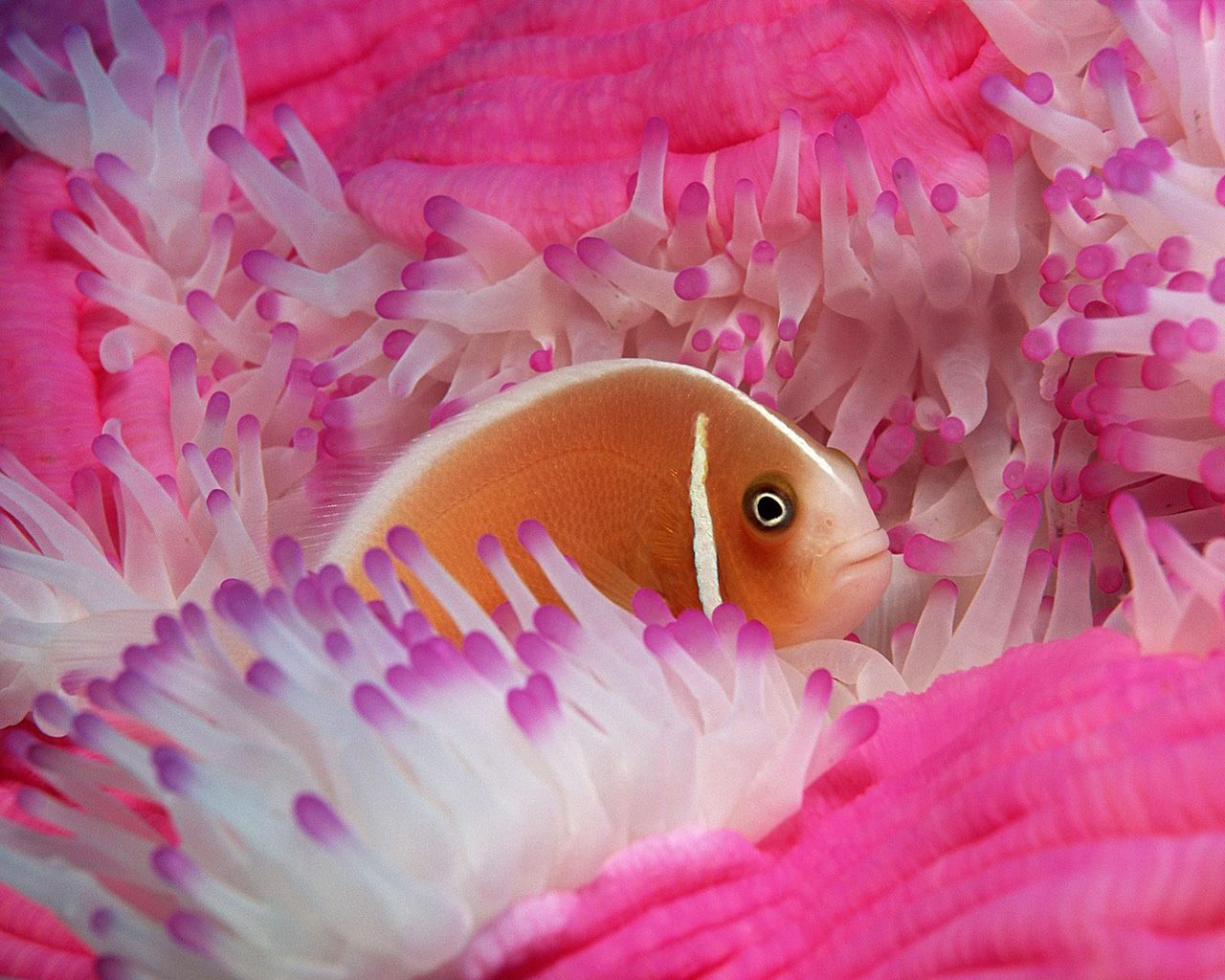 Pez tropical rosado Pez tropical rosado