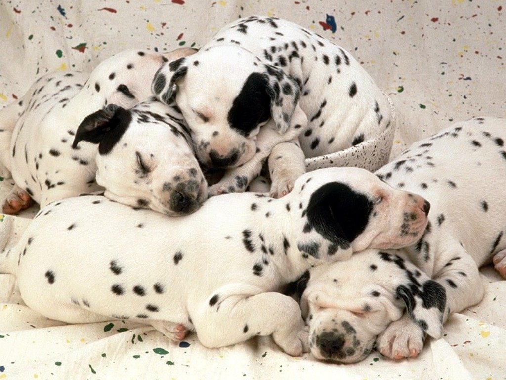Wallpaper de crías de perros dálmata