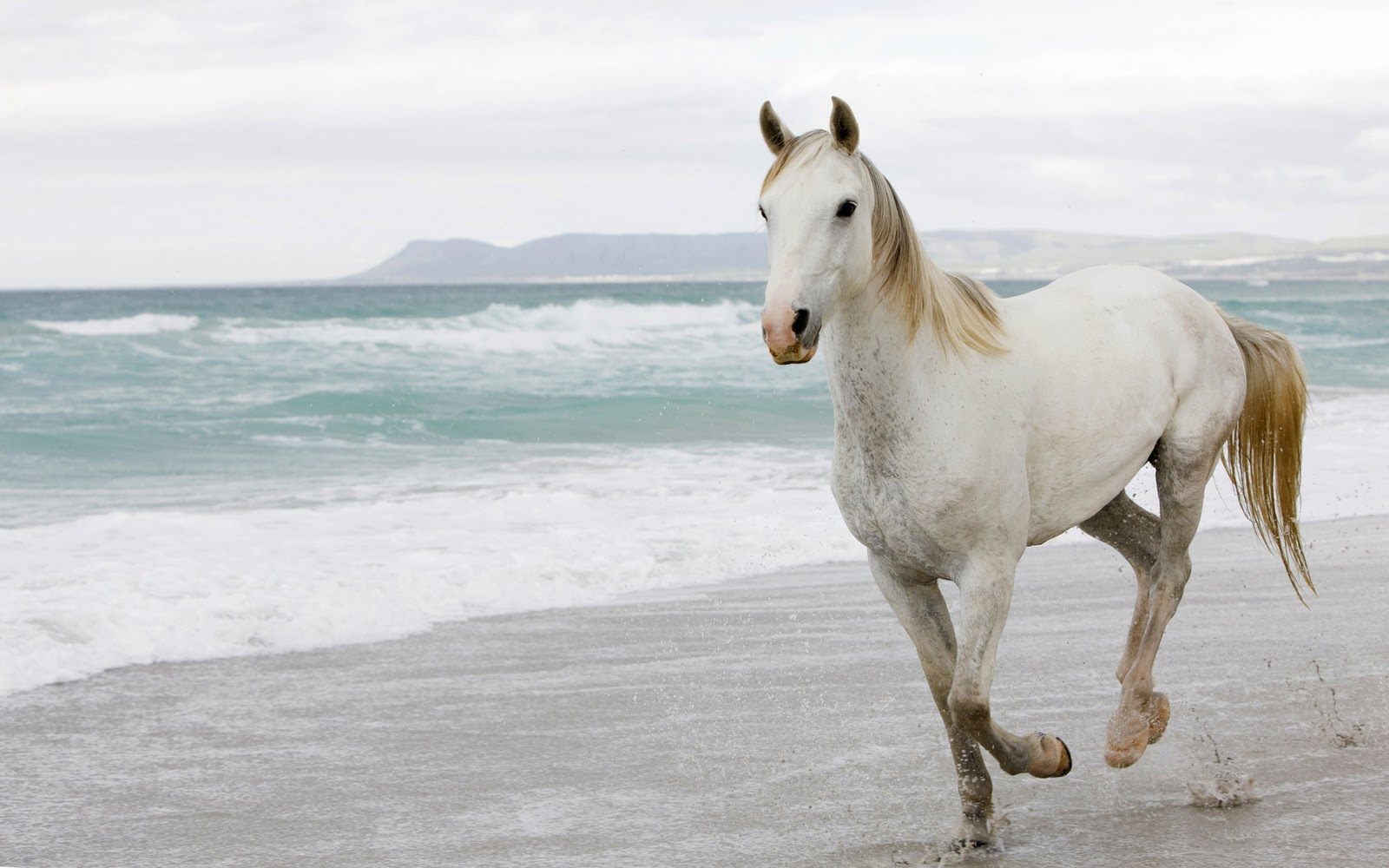 Galería de imágenes: Fondos de caballos Galería de imágenes: Fondos de caballos