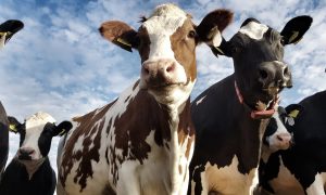 Aplicación de la tecnología RFID en la gestión de la cría de animales - 1440x900