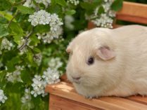 Cobaya de color blanco