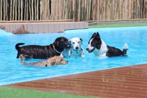 Evitar accidentes en la piscina con tu mascota - 1680x1050