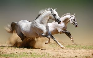 Fondos de caballos