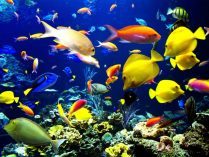 Fondo de escritorio de peces tropicales