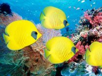 Fondo de peces amarillos
