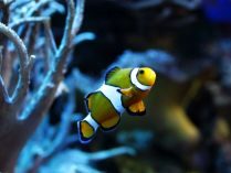 Fondo de un pez payaso en el océano