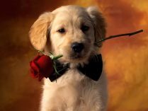 Fondo romántico de perros