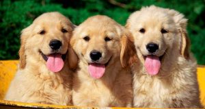 Fondos de perros labradores - 1920x1080