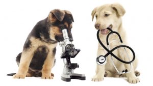 Cómo hacer frente económicamente a urgencias veterinarias - 1024x768