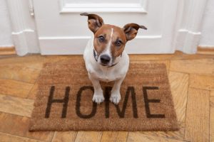 Consejos para meter una nueva mascota en casa - 1440x900