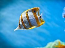 Pez tropical para Smartphone