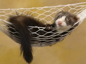Razones para escoger un hurón como mascota - 1024x768