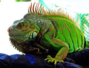 Razones para tener una iguana como mascota - 1024x768