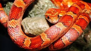 Razones para tener una serpiente como mascota - 1024x768