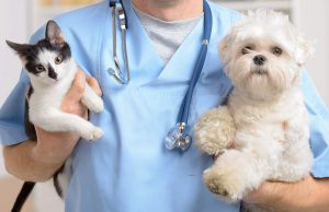 Tipos de financiación para urgencias veterinarias