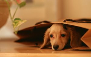 Ventajas e inconvenientes de adoptar a un perro como mascota