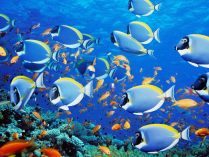 Wallpaper de peces tropicales
