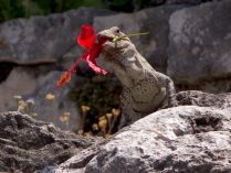 Wallpaper de una iguana salvaje - 1280x1024